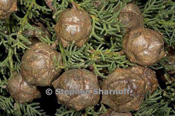 cupressus seeds graphic